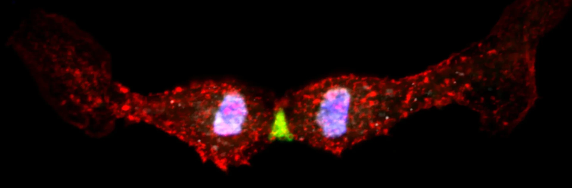 Abbildung einer sich teilenden embryonalen Herzmuskelzelle: