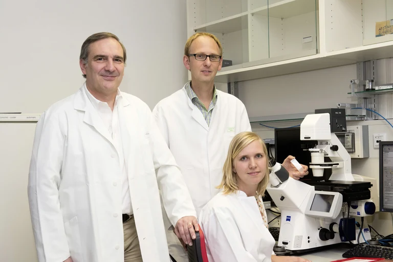 Sehen lebenden Zellen bei der Teilung zu: