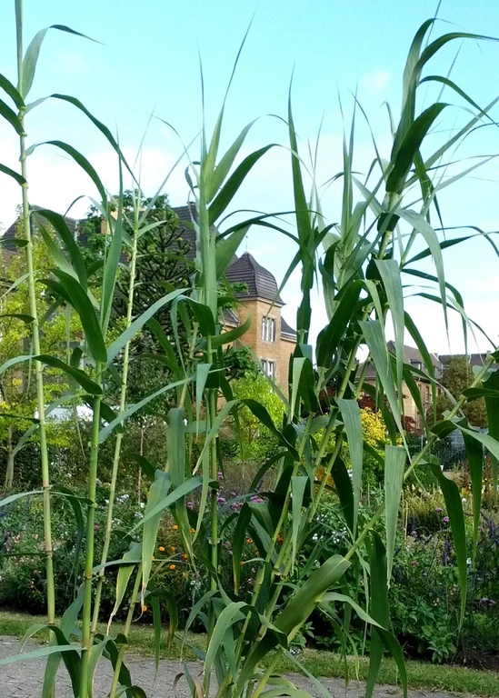 Das Spanische Rohr (Arundo donax)