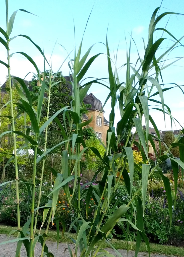 Das Spanische Rohr (Arundo donax)