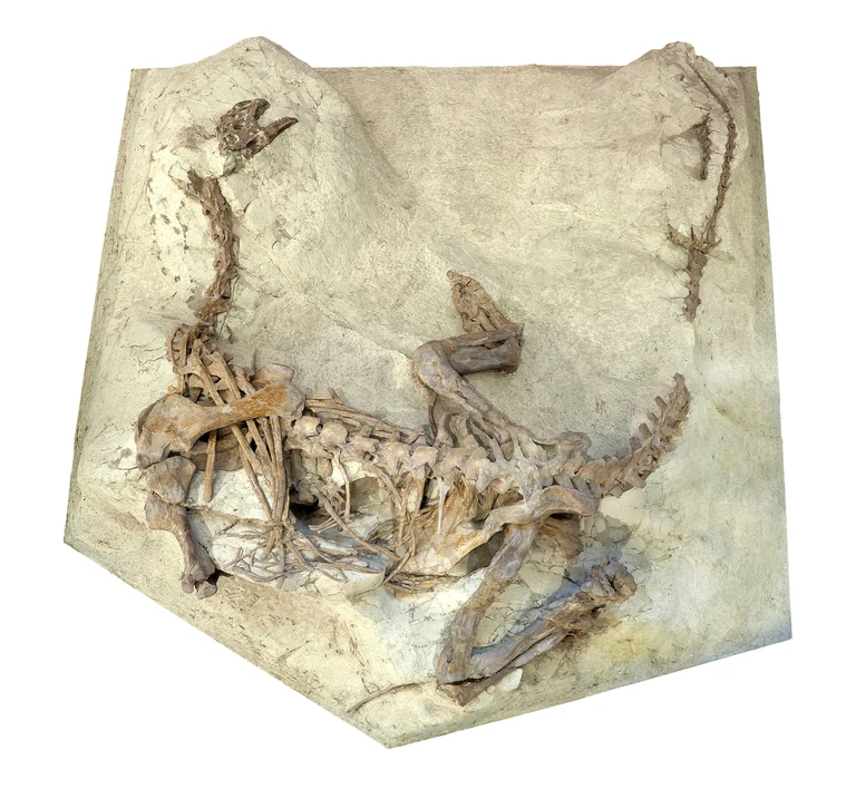 Das Skelett von Plateosaurus aus Frick