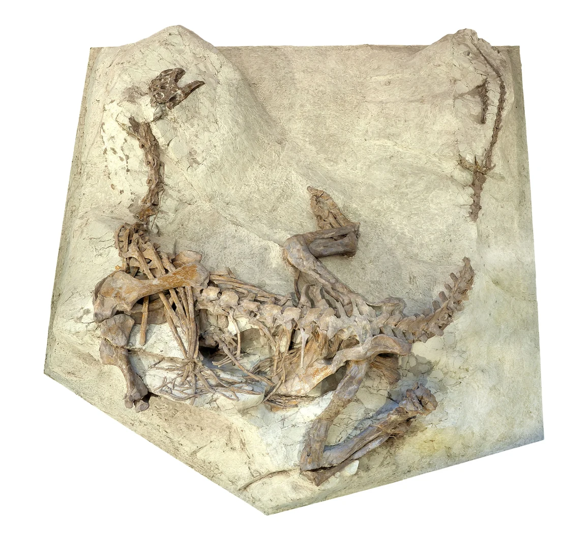 Das Skelett von Plateosaurus aus Frick