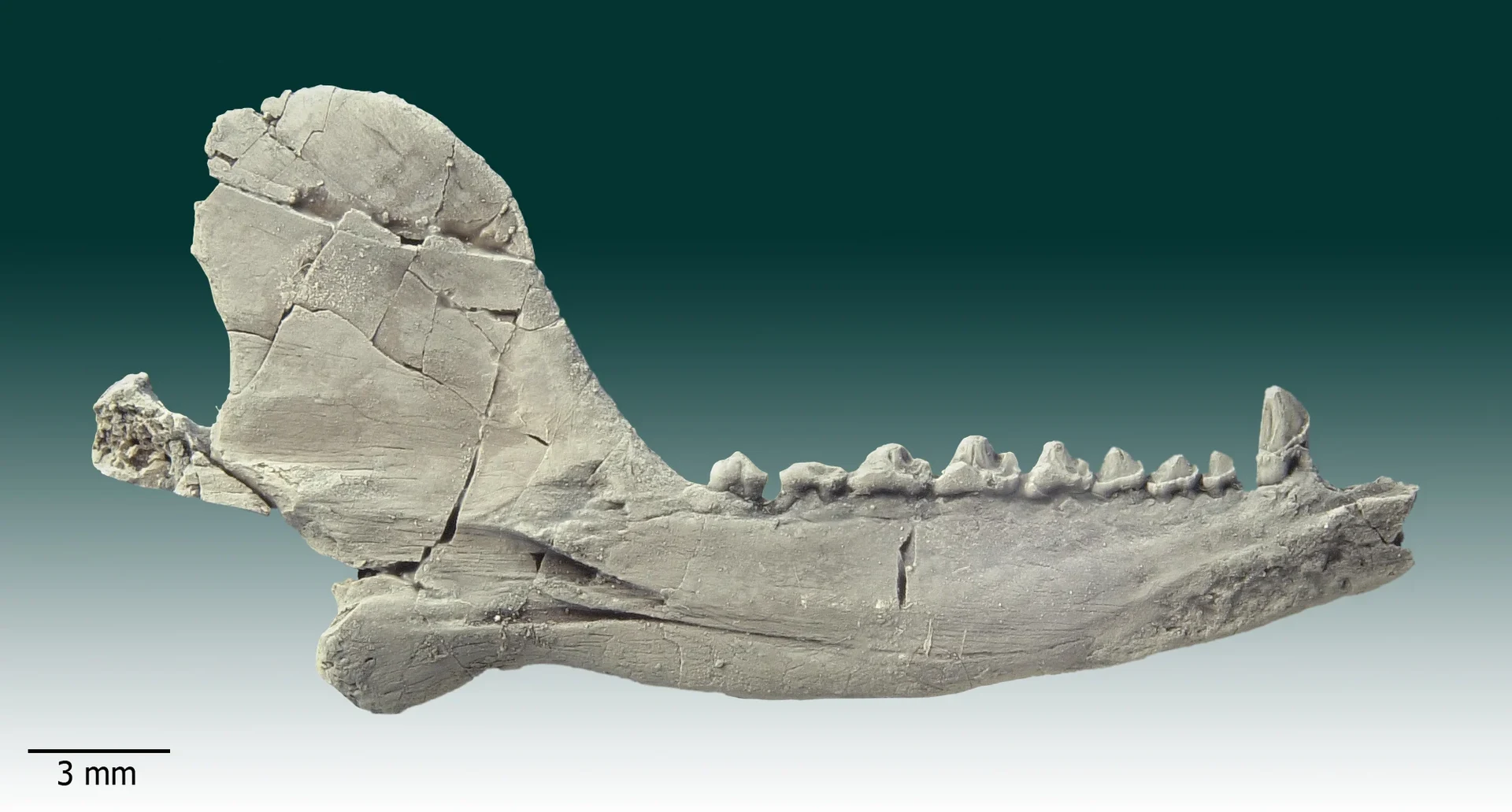 Linker Unterkieferast von Haldanodon exspectatus: