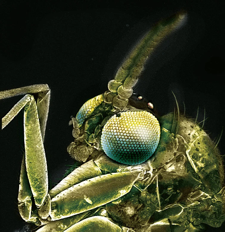 Mücke im Baltischen Bernstein