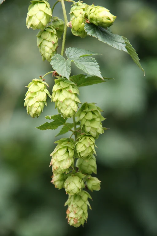 Hopfen_WL_2012.jpg