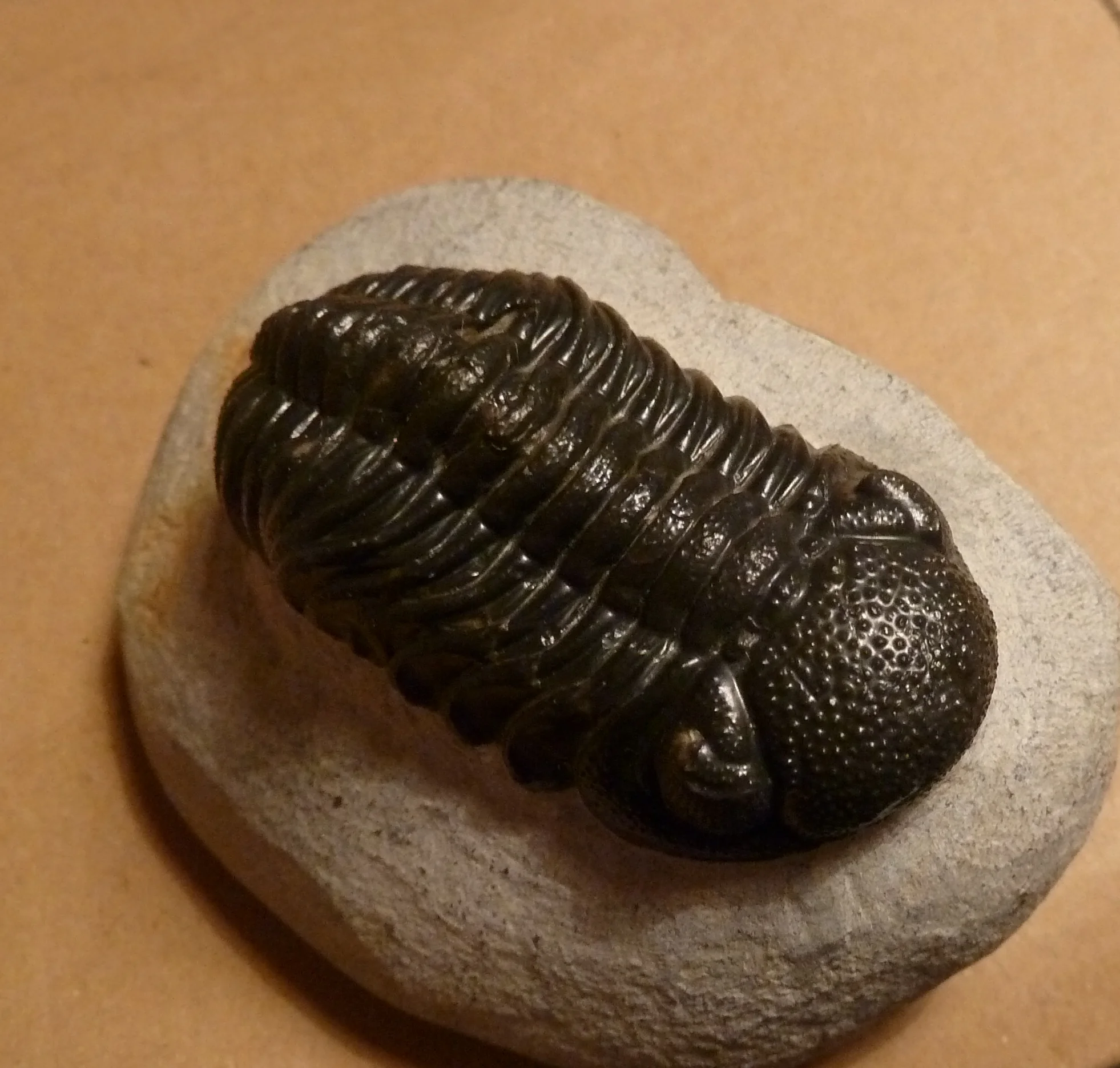 Trilobit von oben: