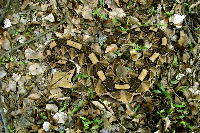 Gabunviper: