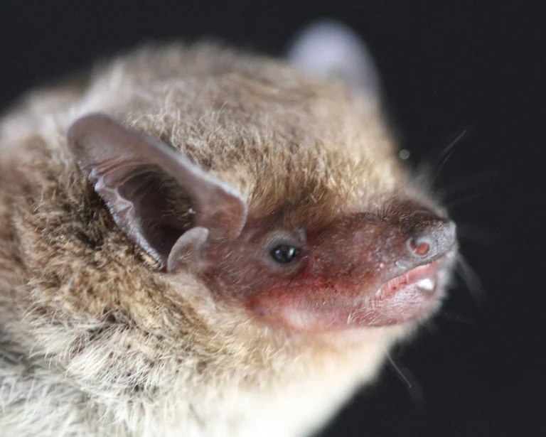 Fledermaus der Art Neoromicia cf. zuluensis:
