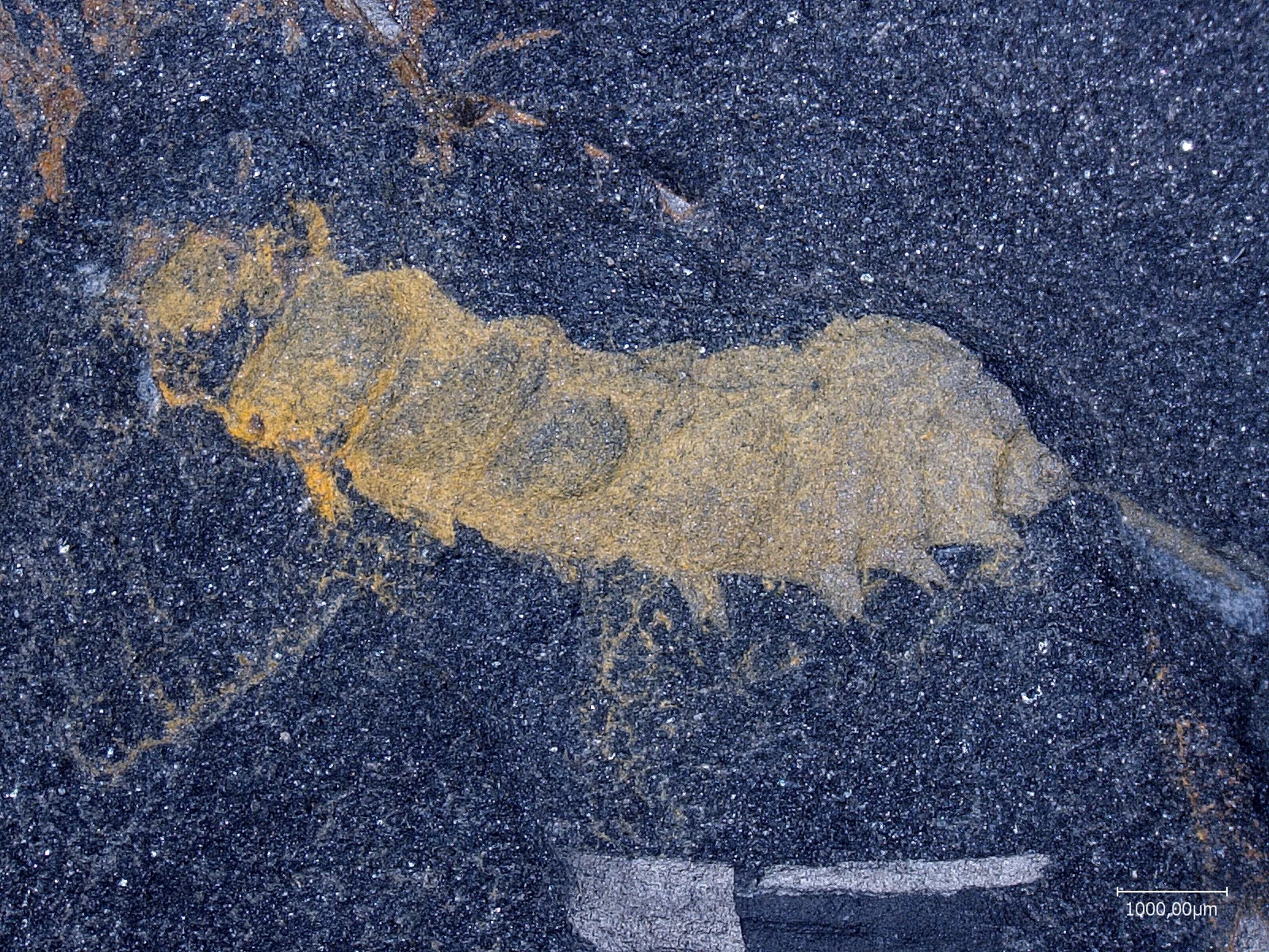 315 Millionen Jahre altes Fossil einer Insektenlarve: