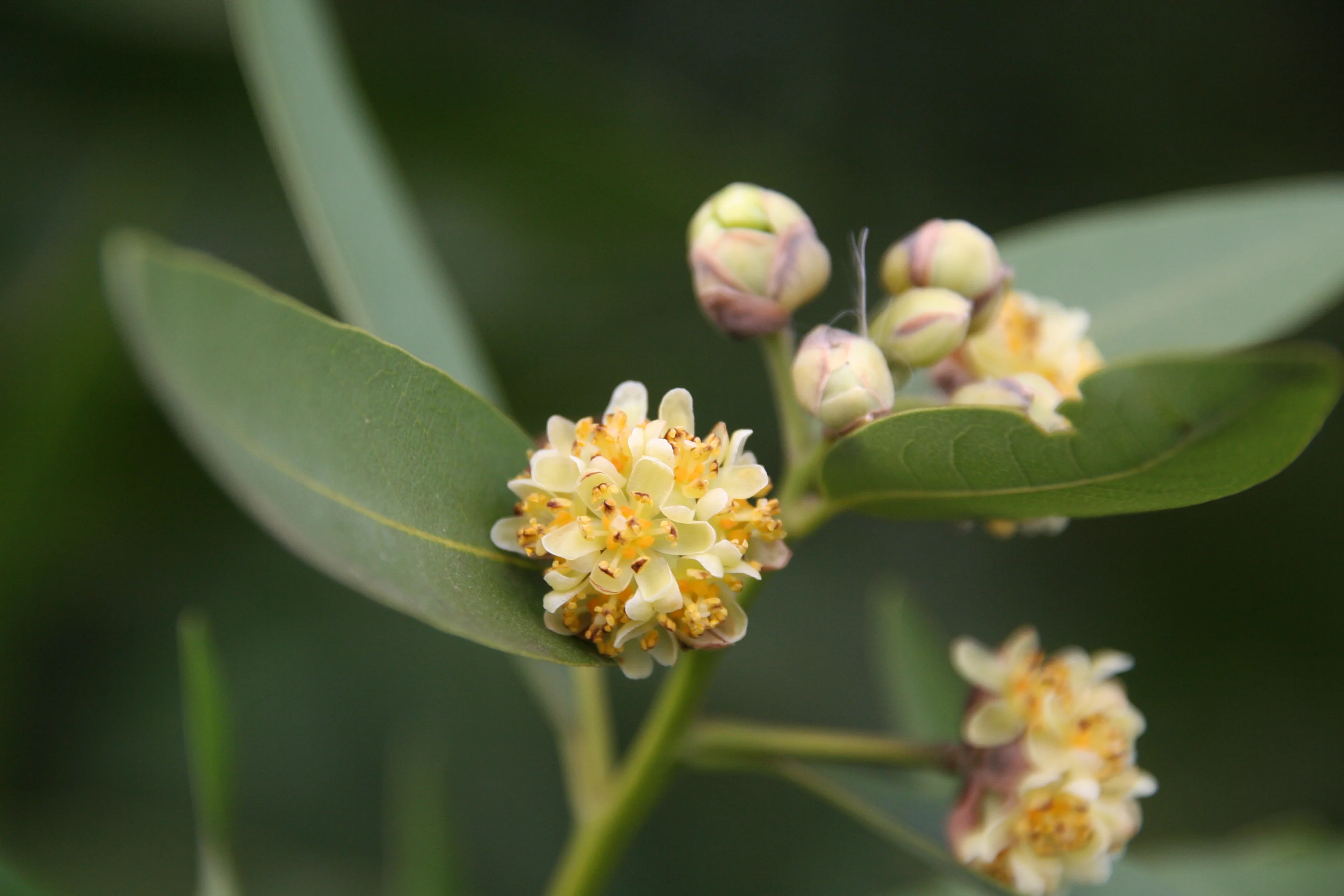 Der Kalifornische Lorbeer