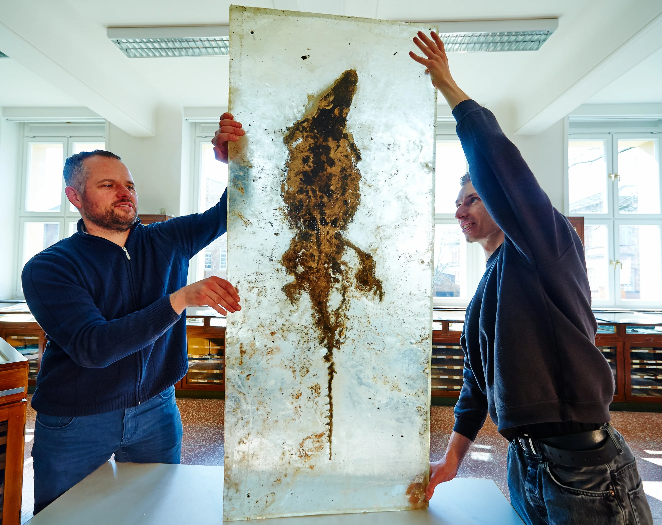 Fossiliertes Krokodil im Goldfuß-Museum