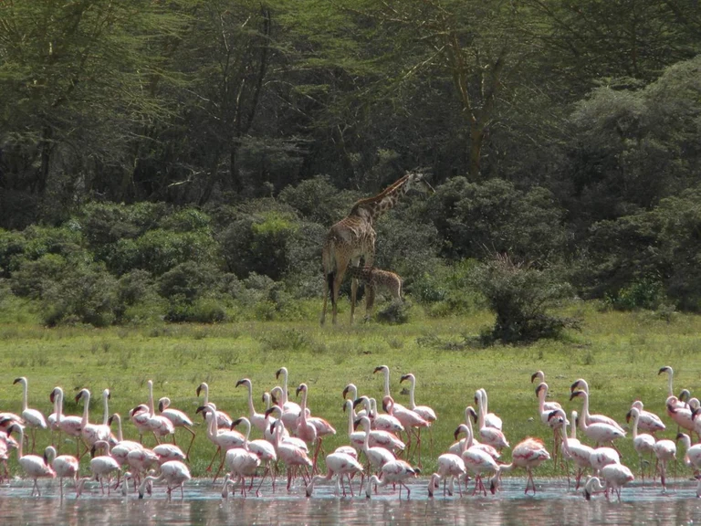 Naivasha-See in Kenia: