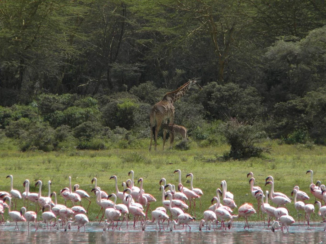Naivasha-See in Kenia: