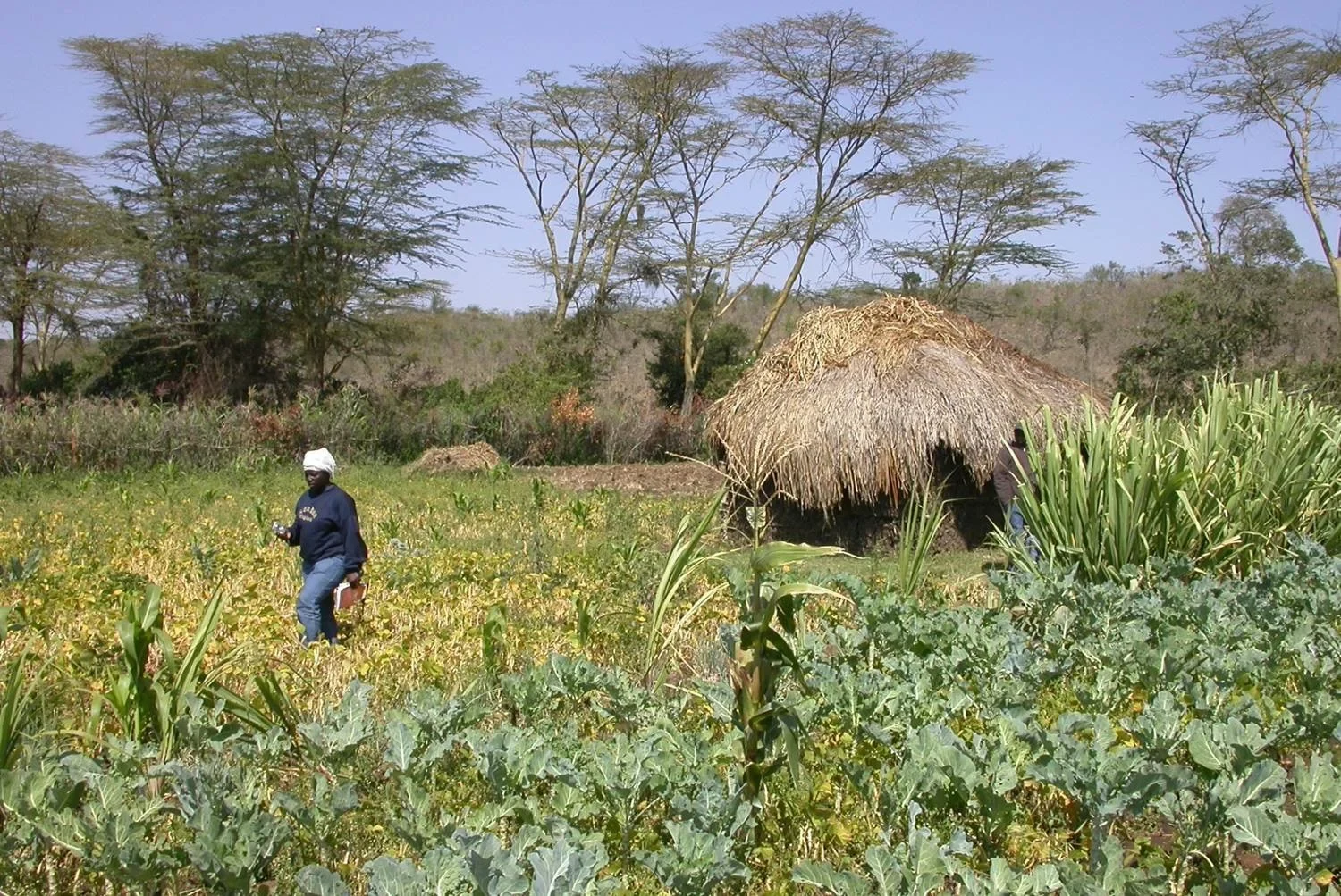 Pangani-Ebene in Tansania: