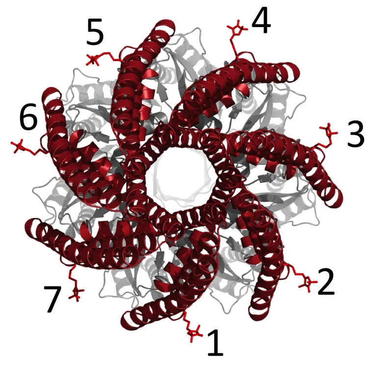 Pforte des Ionenkanals: