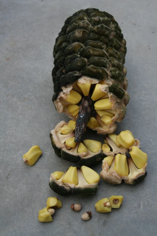 zamia pseudoparasiltica