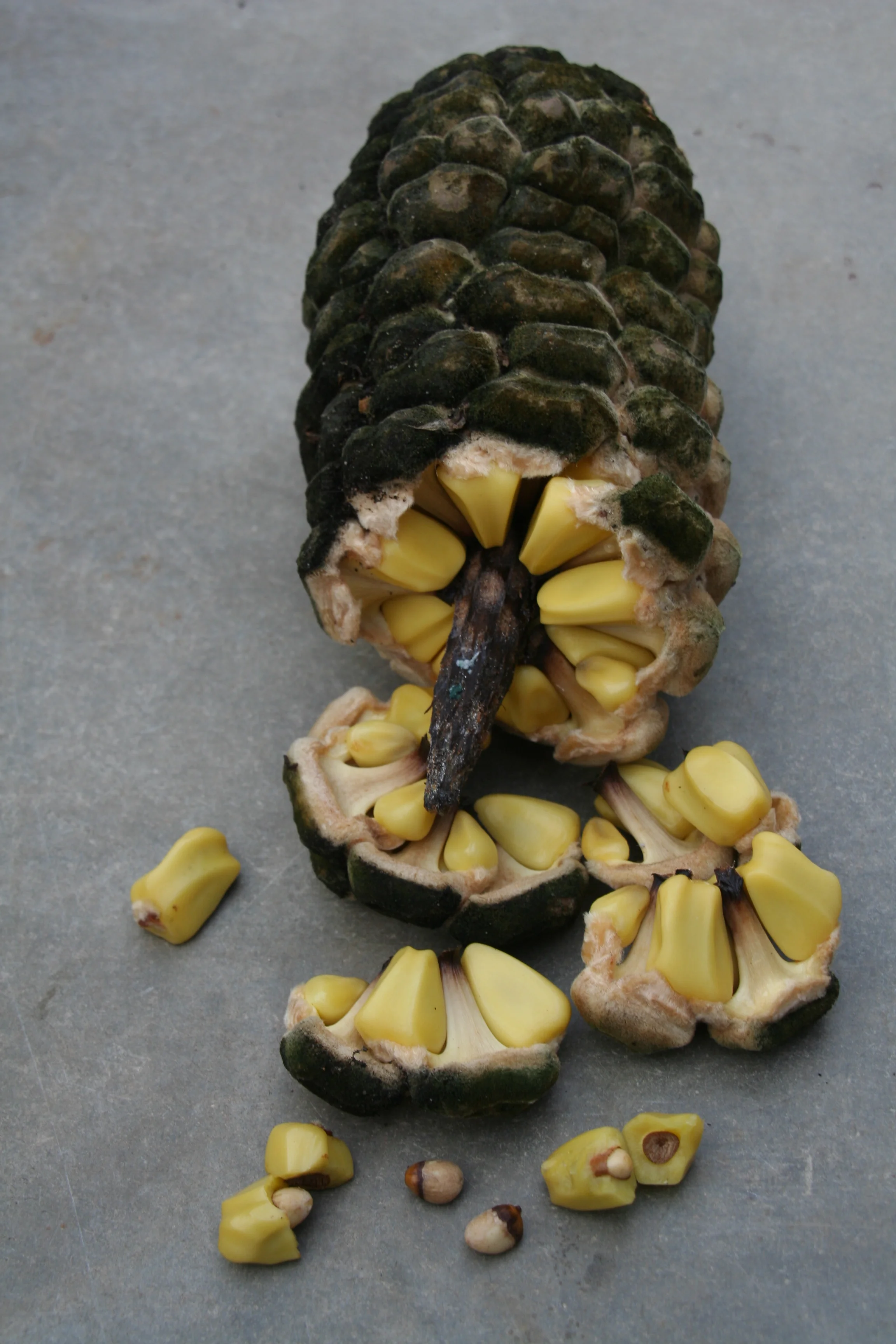 zamia pseudoparasiltica