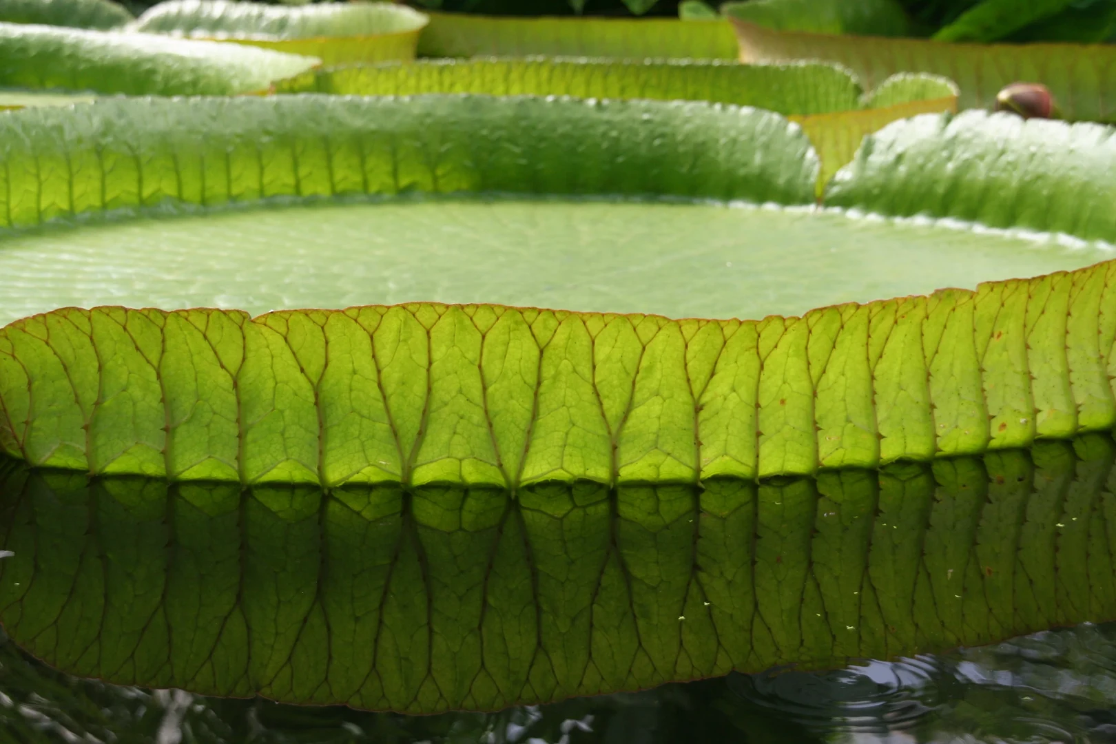 Schatzkammer Botanische Gärten