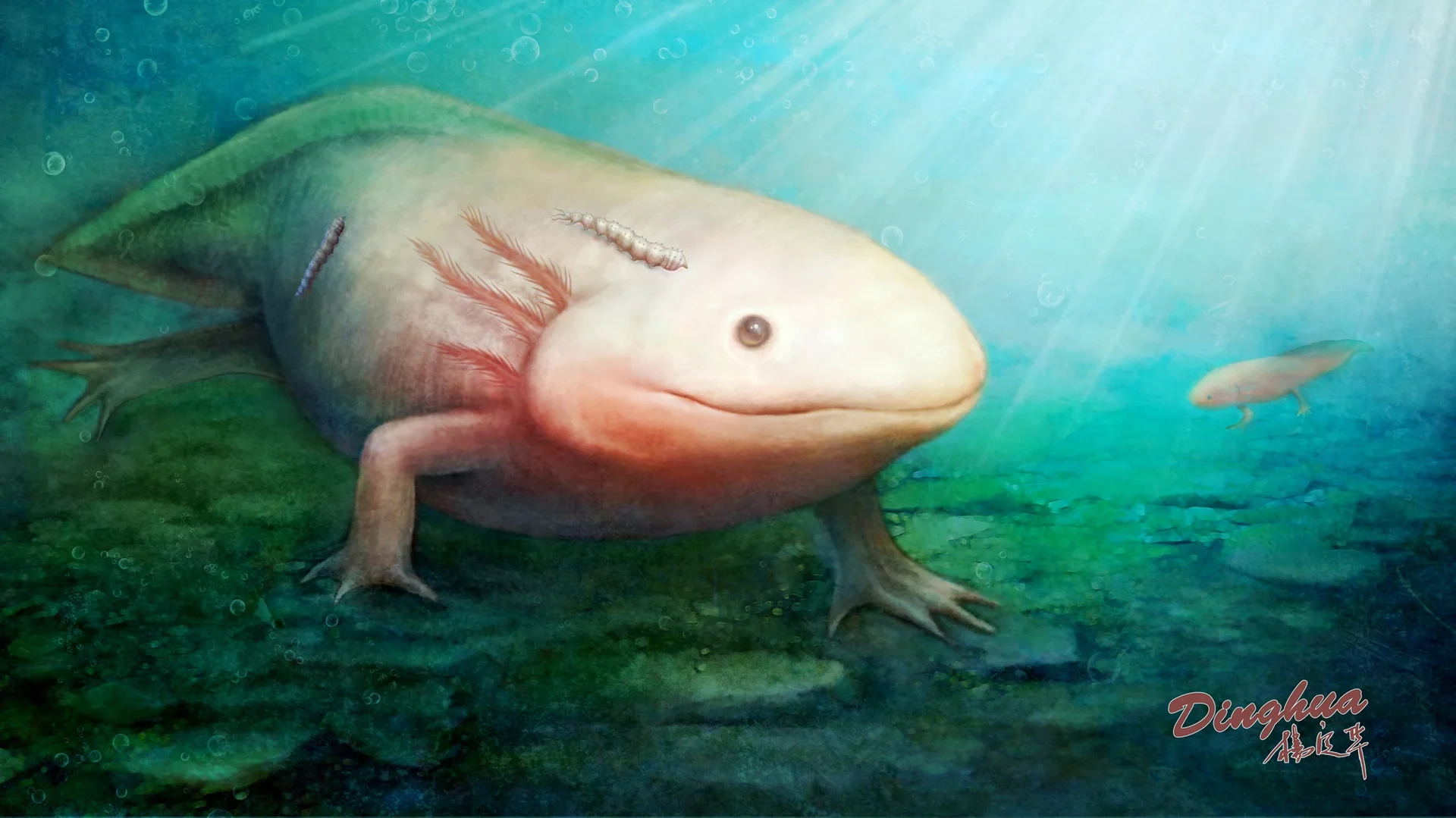 Salamander dienten als Wirt: