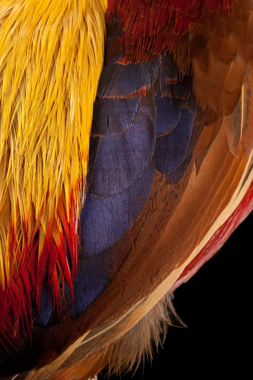 Großaufnahme des Flügels eines Goldfasanhahns (Chrysolophus pictus):