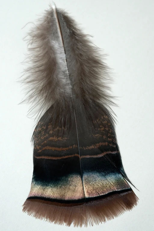 Großaufnahme einer Konturfeder eines männlichen Truthuhns (Meleagris gallopavo):