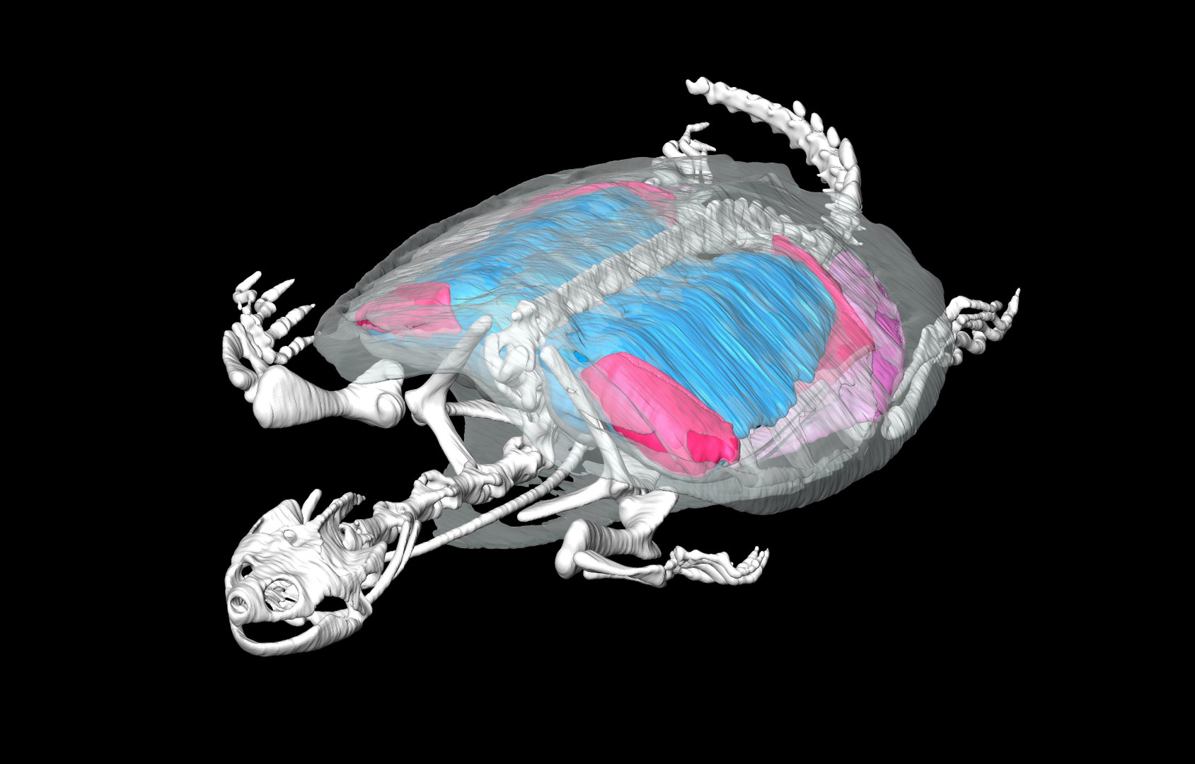 Computertomografie einer Amerikanischen Schnappschildkröte (Chelydra serpentina):