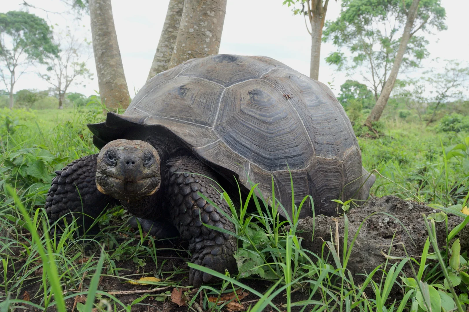 Galapágos-Riesenschildkröte von den Santa-Cruz-Inseln: