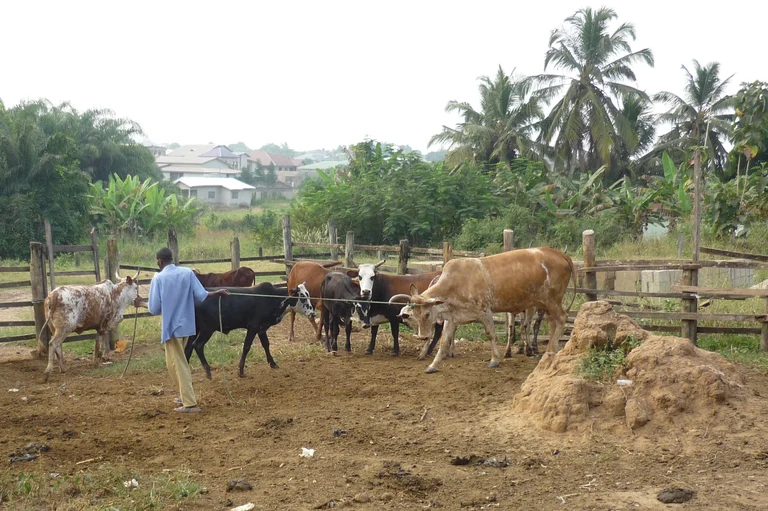 Rinderhaltung in Ghana: