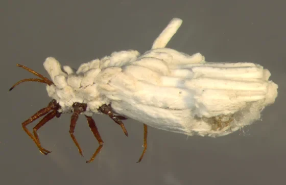 Heute lebender Vertreter