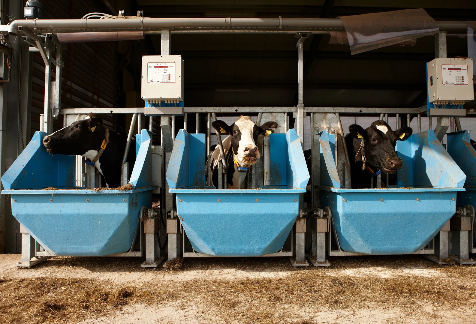 Im Versuchsstall Frankenforst: