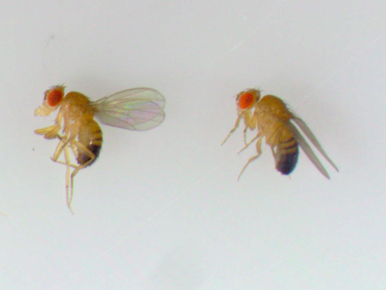 Drosophila-Fliegen: