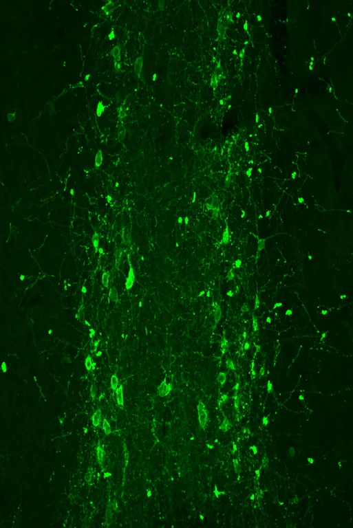 Spielen eine Schlüsselrolle für das Gedächtnis: