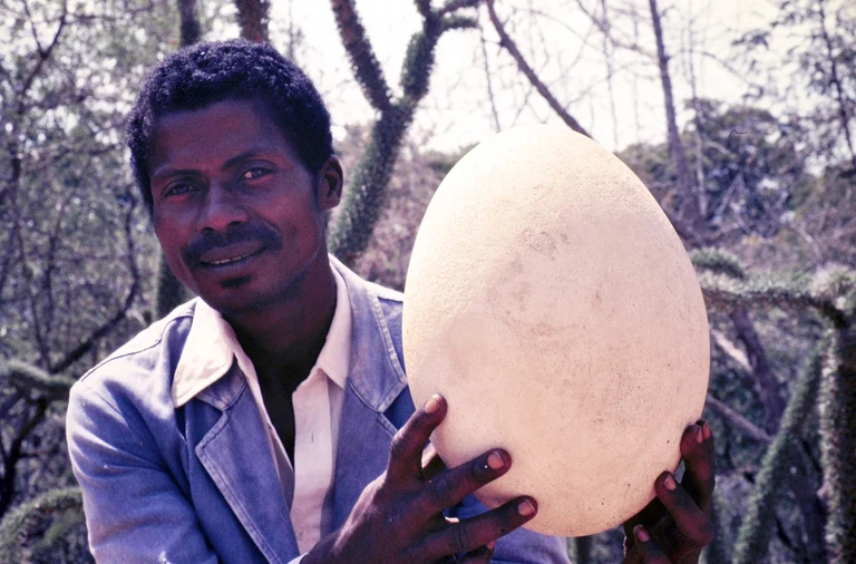 Die Insel Madagaskar