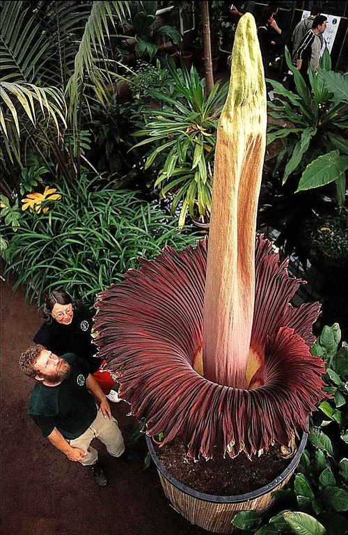 Die Weltrekord-Titanenwurz