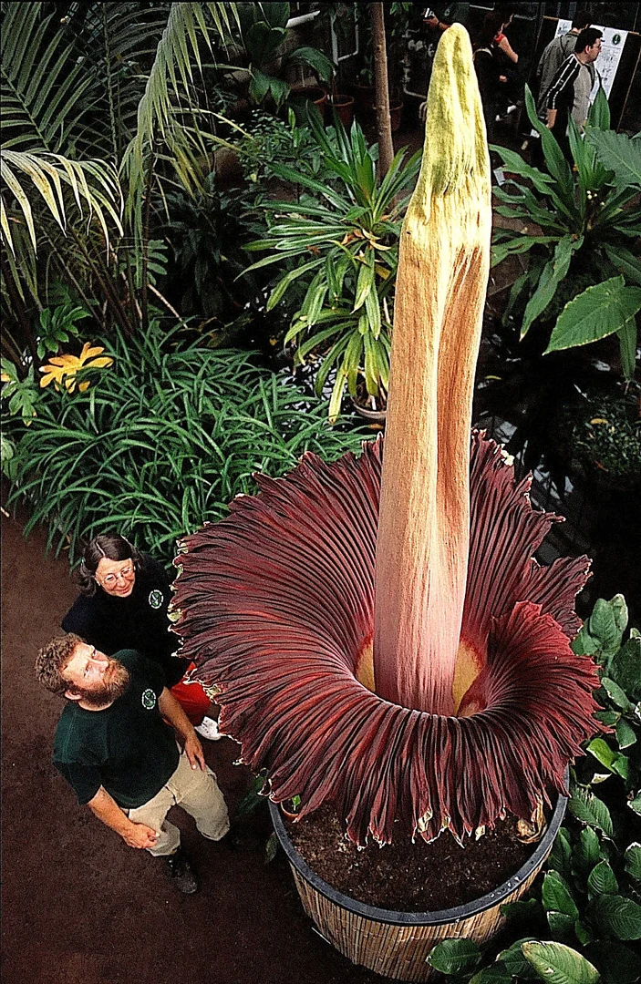 Die Weltrekord-Titanenwurz