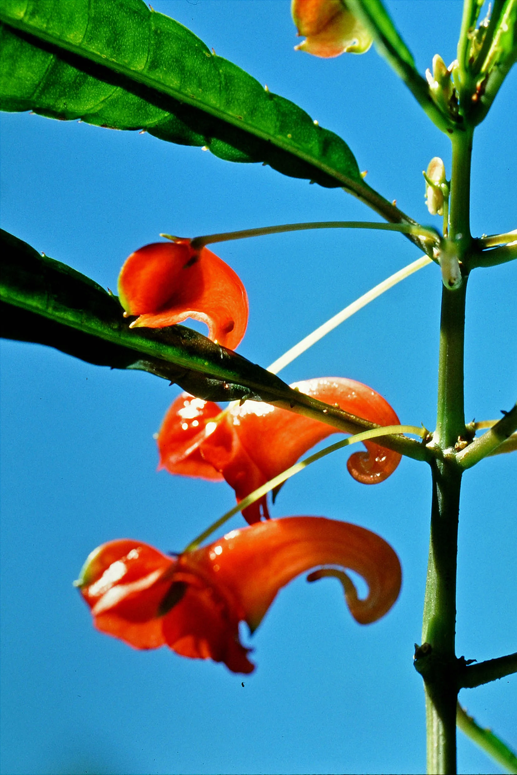 Über drei Viertel aller Arten