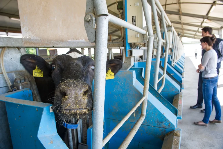Neugieriger Blick einer Milchkuh