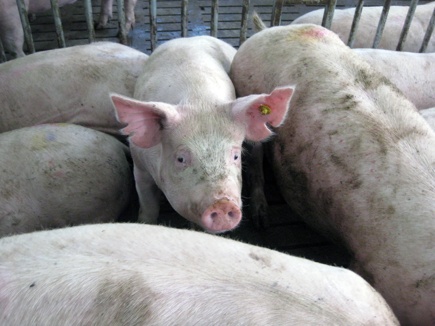 Nach Abschluss der Desinfektionsmaßnahmen