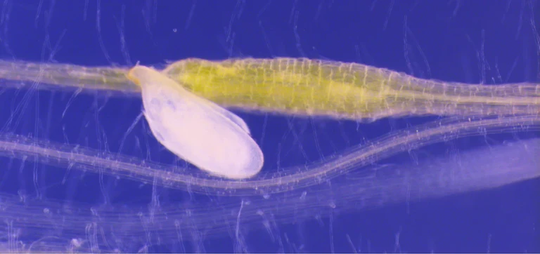 Der Rübenzystennematode (Heterodera schachtii)
