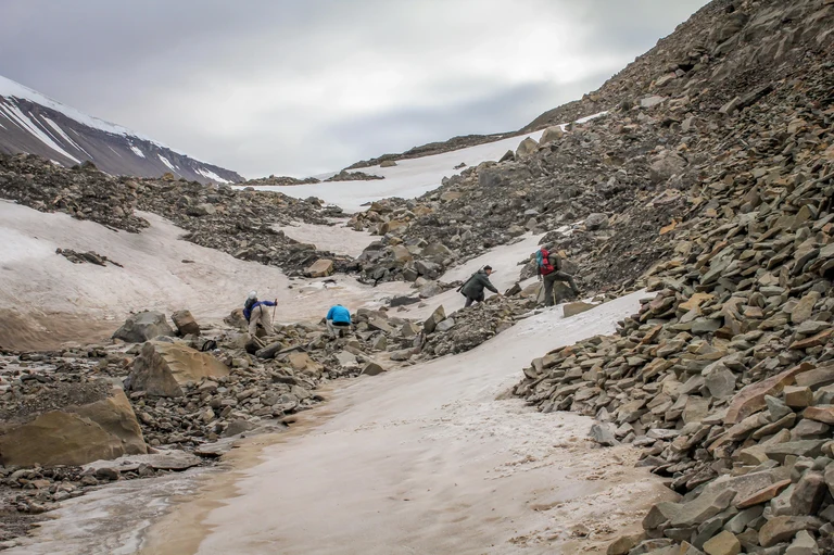 Fossiliensuchen in der Seiten-Moräne des Longyearbyen-Gletschers.