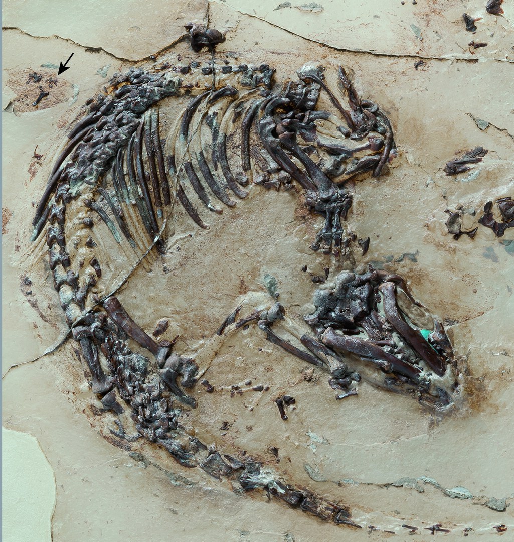 Martin-Kreidezeit-Fossil.jpg