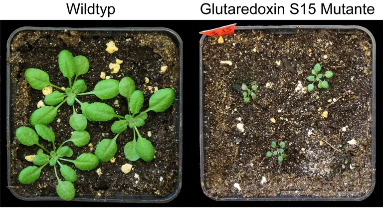 Arabidopsis-Keimlinge: