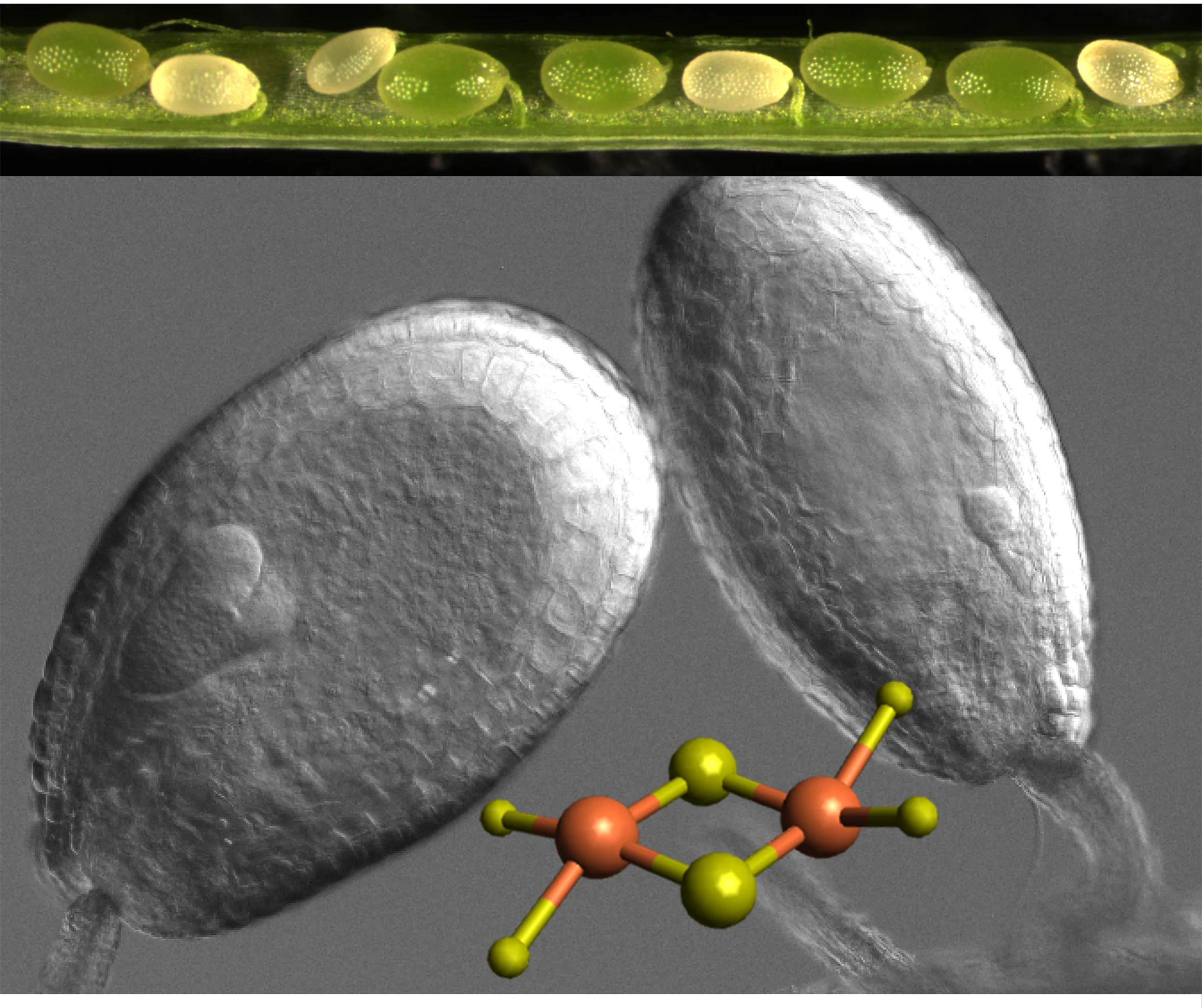 Der Komplettverlust des Eisen-Schwefel-Clusters