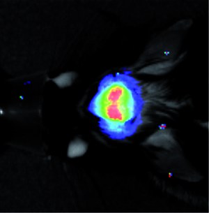 Fluoreszenz im Gehirn einer lebenden Maus: