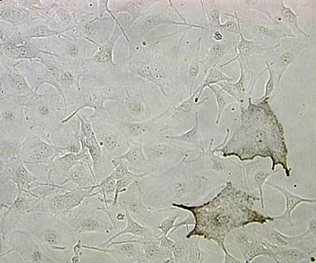 Durch die Zugabe des G-Protein-Hemmstoffs