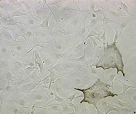 Durch die Zugabe des G-Protein-Hemmstoffs