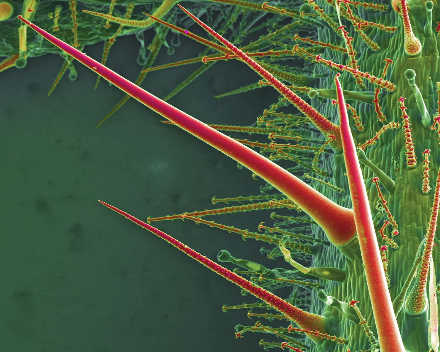 Brenn- und Hakenhaare der Blumennessel Loasa pallida