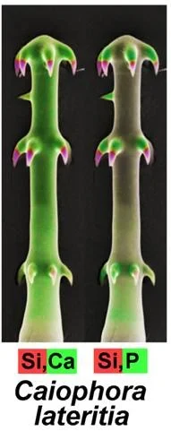 Ein Hakenhaar der Blumennessel Caiophora lateritia