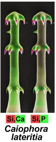 Ein Hakenhaar der Blumennessel Caiophora lateritia