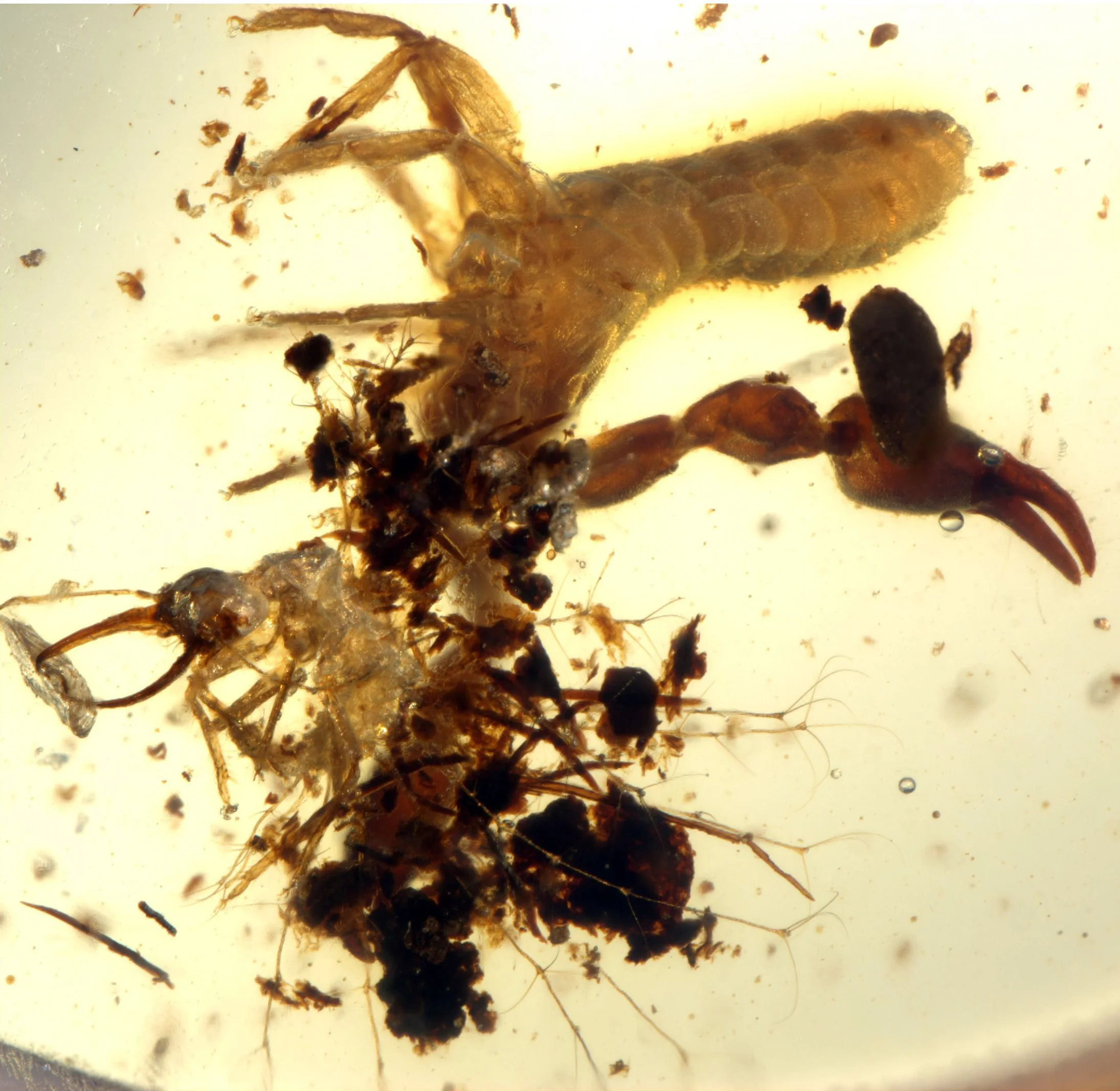 Florfliegenlarve mit gefülltem Rückenkorb: